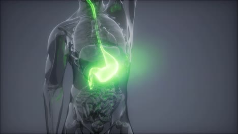 Radiologieuntersuchung-Des-Menschlichen-Magens